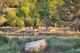 7991 Ranch Rd 965, Fredericksburg, TX 78624 - Photo 48