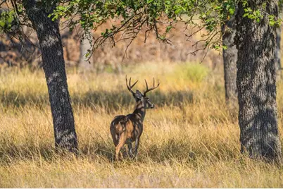 Lot 12 Turn Out Ln, Harper, TX 78631 - Photo 8