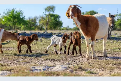 7158 S Hwy 87, Fredericksburg, TX 78624 - Photo 6