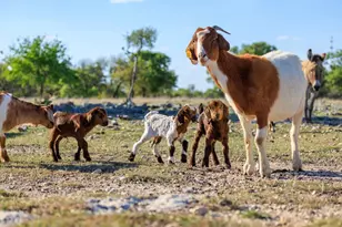 7158 S Hwy 87, Fredericksburg, TX 78624 - Photo 6