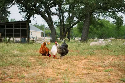 271 Smokehouse Rd, Fredericksburg, TX 78624 - Photo 60