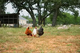 271 Smokehouse Rd, Fredericksburg, TX 78624 - Photo 60