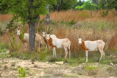 Lot 48 Great Sky Ave, Kerrville, TX 78028 - Photo 6