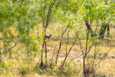 Lot 2 Mariposa Dr, Fredericksburg, TX 78624 - Photo 18