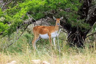 Lot 41 Buckskin Path, Fredericksburg, TX 78624 - Photo 10