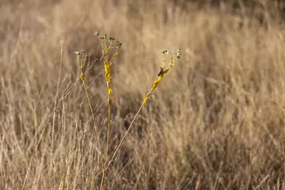 Lot 40 W Ranch Rd 962, Round Mountain, TX 78663 - Photo 4