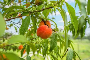 183 Teton Ln, Fredericksburg, TX 78624 - Photo 36