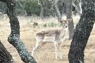 419 Yellowstone Ln, Hunt, TX 78024 - Photo 16