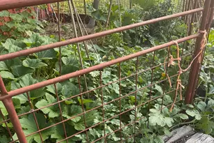 117 N Reading Ave, Center Point, TX 78010 - Photo 24