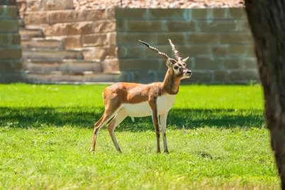 1314 Saddle Club Drive, Kerrville, TX 78028 - Photo 6