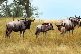 556 Cliff View Loop, Harper, TX 78631 - Photo 96