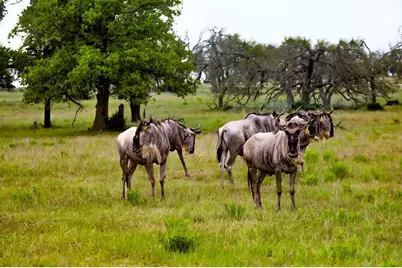 170 Goose Landing Way, Harper, TX 78631 - Photo 80