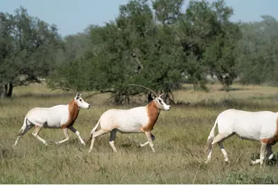 170 Goose Landing Way, Harper, TX 78631 - Photo 82