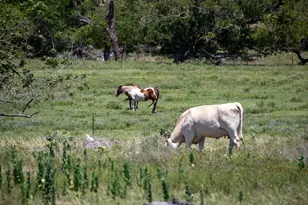 110 Live Oak Ln, Kerrville, TX 78028 - Photo 68