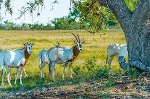 170 Goose Landing Way, Harper, TX 78631 - Photo 68