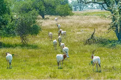 170 Goose Landing Way, Harper, TX 78631 - Photo 72