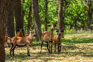 221 Pyka Rd, Fredericksburg, TX 78624 - Photo 28