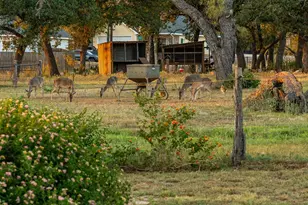 271 Smokehouse Rd, Fredericksburg, TX 78624 - Photo 64