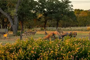 271 Smokehouse Rd, Fredericksburg, TX 78624 - Photo 58