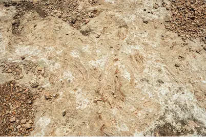 12995 Hackberry Rd, Rocksprings, TX 78880 - Photo 14