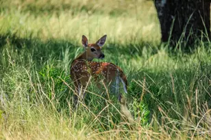 429 Spanish Oak Trail, Harper, TX 78631 - Photo 38
