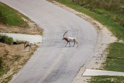 189 Fallen Acorn Dr, Blanco, TX 78606 - Photo 12