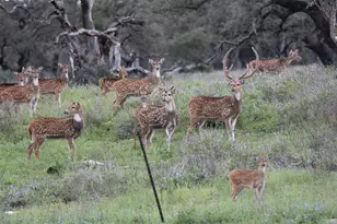 2320 Fiedler Rd, Harper, TX 78631 - Photo 70