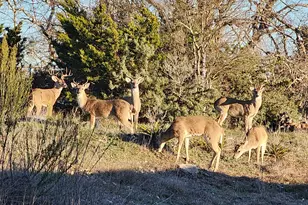 2320 Fiedler Rd, Harper, TX 78631 - Photo 66