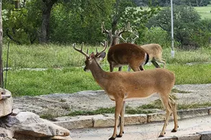 2320 Fiedler Rd, Harper, TX 78631 - Photo 68