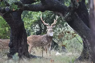 2320 Fiedler Rd, Harper, TX 78631 - Photo 72