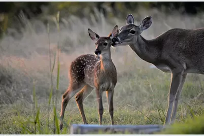 2320 Fiedler Rd, Harper, TX 78631 - Photo 60