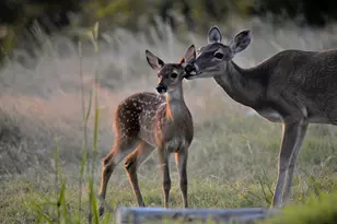 2320 Fiedler Rd, Harper, TX 78631 - Photo 60