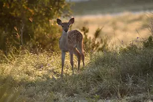 2320 Fiedler Rd, Harper, TX 78631 - Photo 58
