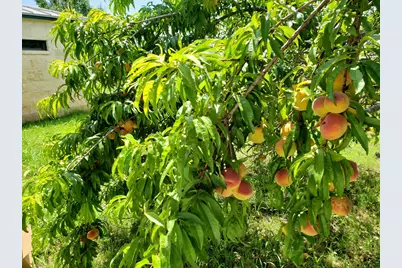 2320 Fiedler Rd, Harper, TX 78631 - Photo 54