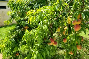 2320 Fiedler Rd, Harper, TX 78631 - Photo 54