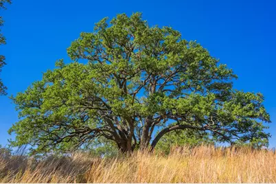 1495 Walnut Springs Rd, Johnson City, TX 78636 - Photo 20