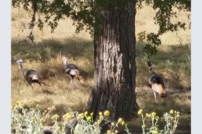 800 Schumann Rd, Stonewall, TX 78671 - Photo 2