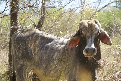 308 Pebble Loop Dr, Navasota, TX 77868 - Photo 30