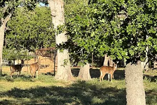 2747 Lower Crabapple Rd, Fredericksburg, TX 78624 - Photo 36