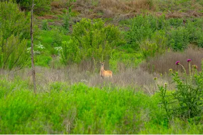 7625 N State Hwy 16, Fredericksburg, TX 78624 - Photo 26