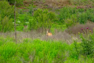 7625 N State Hwy 16, Fredericksburg, TX 78624 - Photo 28