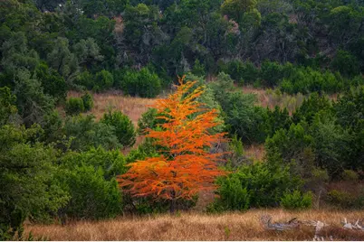 7625 N State Hwy 16, Fredericksburg, TX 78624 - Photo 16