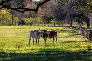 308 Oakhaven Ln, Fredericksburg, TX 78624 - Photo 40