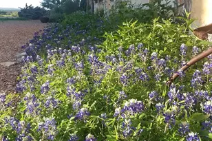 256 Royalview Dr, Fredericksburg, TX 78624 - Photo 60