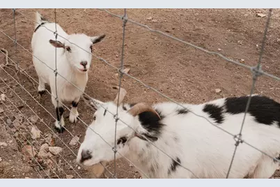 903 Eichen Strasse, Fredericksburg, TX 78624 - Photo 54