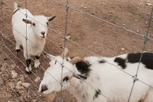 903 Eichen Strasse, Fredericksburg, TX 78624 - Photo 54