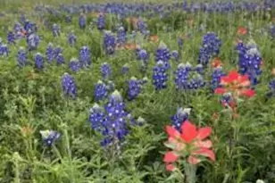 303 Walnut St, Fredericksburg, TX 78624 - Photo 32