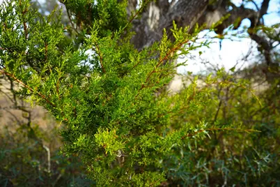 875 Old Harper Rd, Fredericksburg, TX 78624 - Photo 34