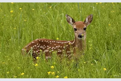 32 Laurel View Lane, Coolbaugh Twp, PA 18466 - Photo 1