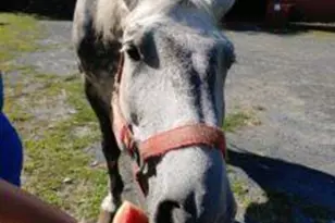 Lot 151 Bear Dr, Pike, PA 18324 - Photo 6